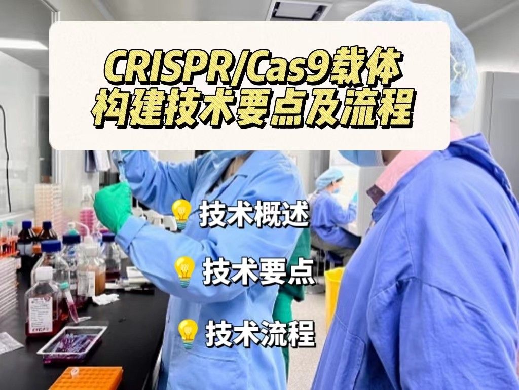  CRISPR/Cas9载体构建技术要点及流程