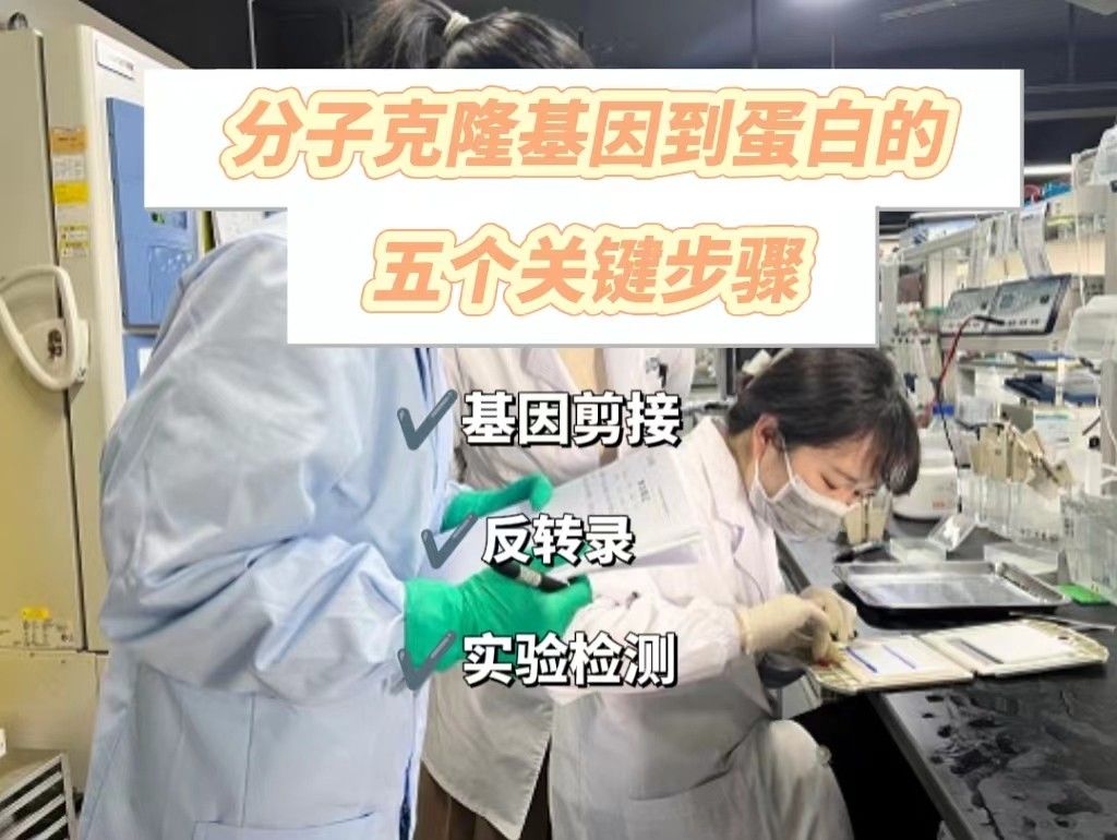  分子克隆里基因到蛋白质的五个关键步骤