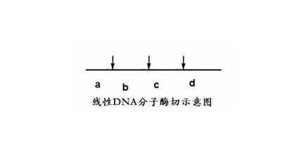 酶切位点是如何确定的？