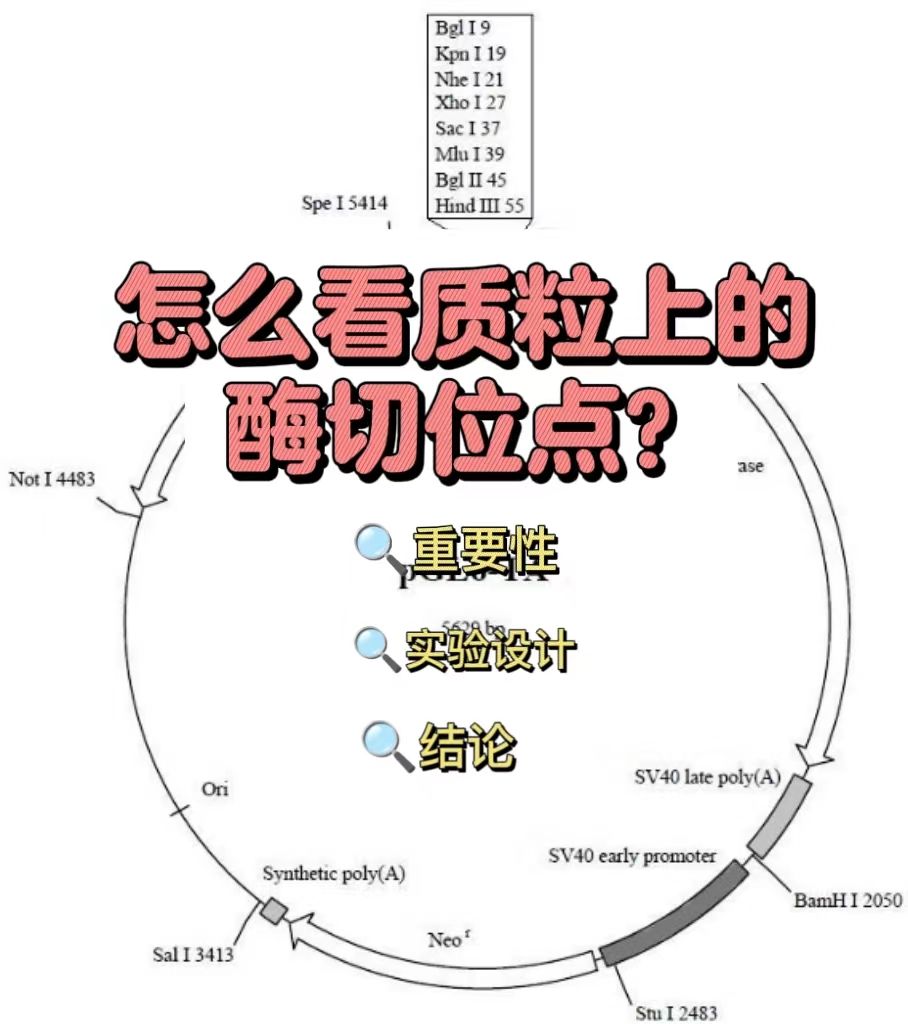 怎么看质粒上的酶切位点？