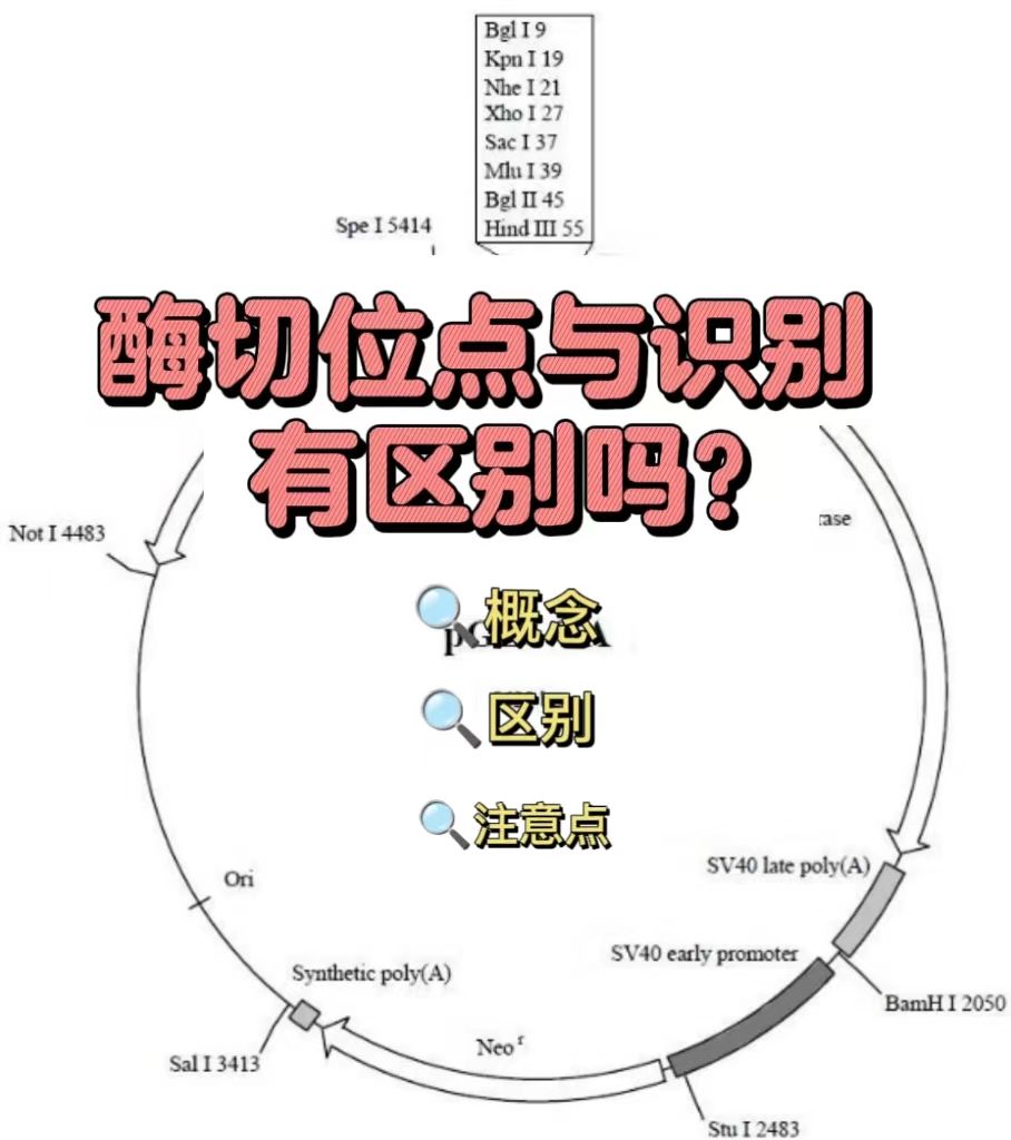 酶切位点与识别位点有区别吗？