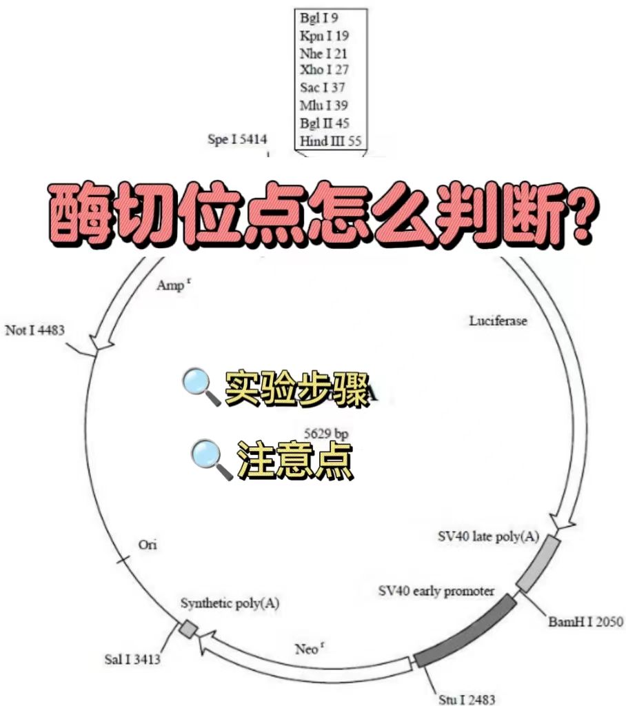 酶切位点怎么判断？【实验外包】