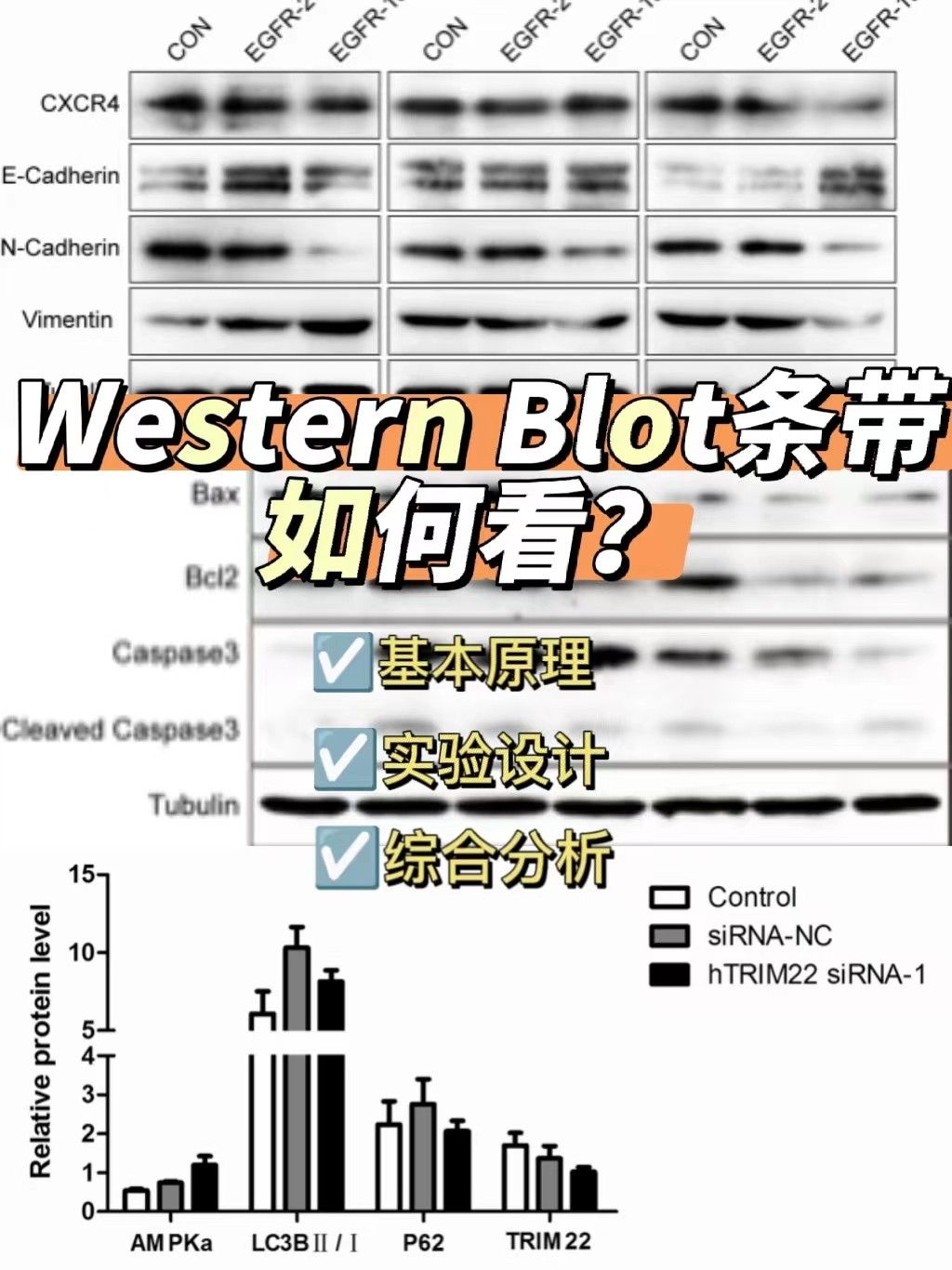 western blot条带如何看？
