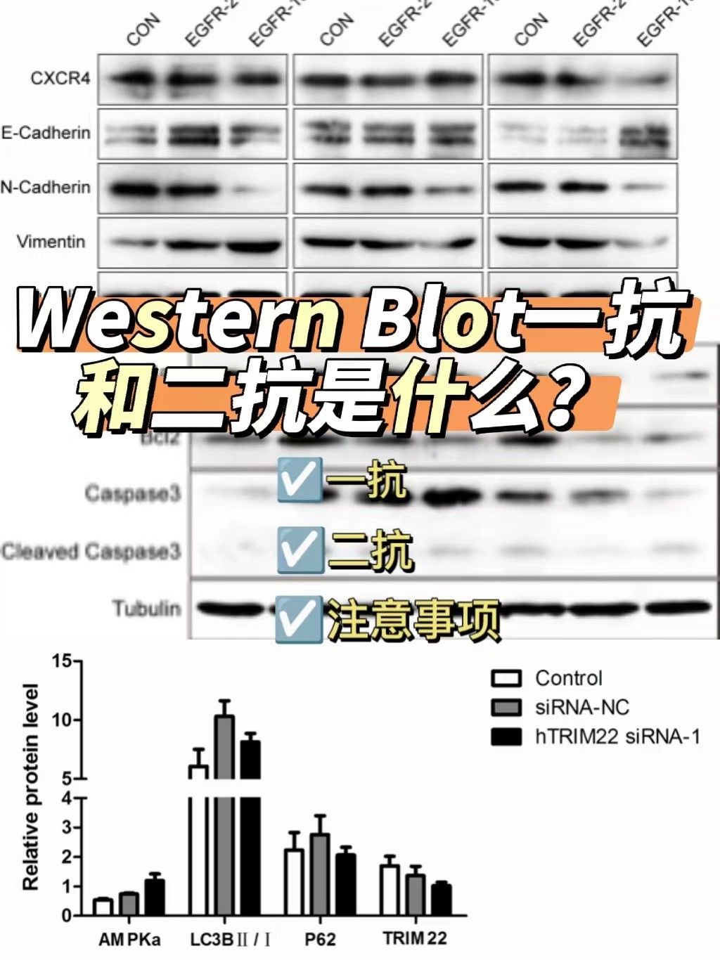 western blot一抗和二抗是什么？
