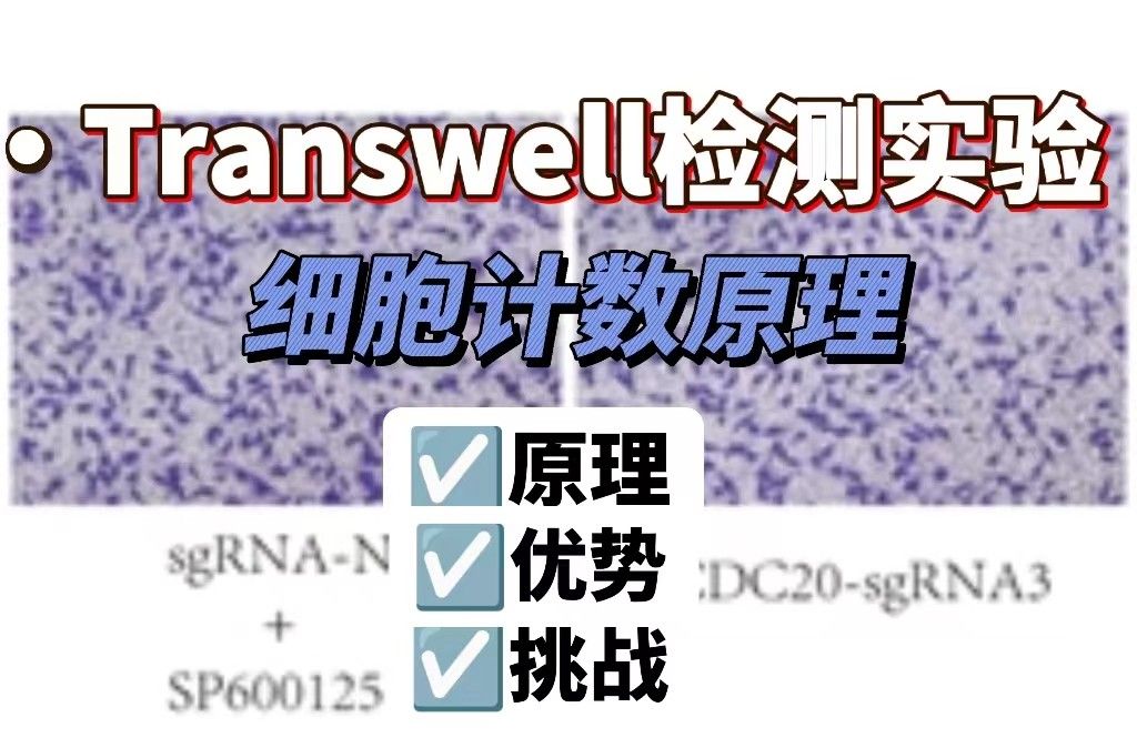 Transwell细胞计数的原理