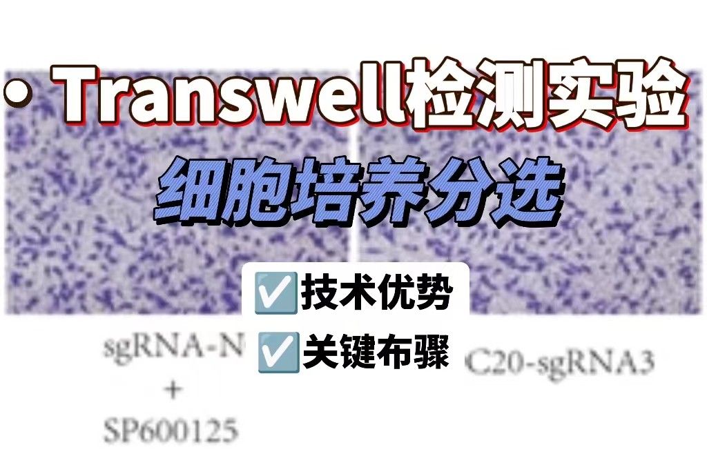 Transwell细胞培养分选