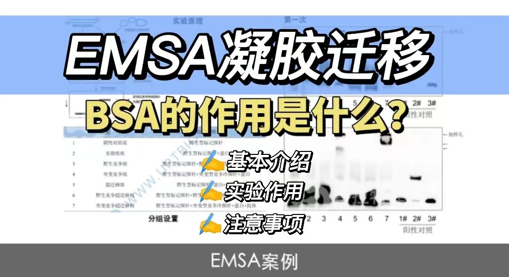 EMSA凝胶迁移实验里BSA的作用是什么？