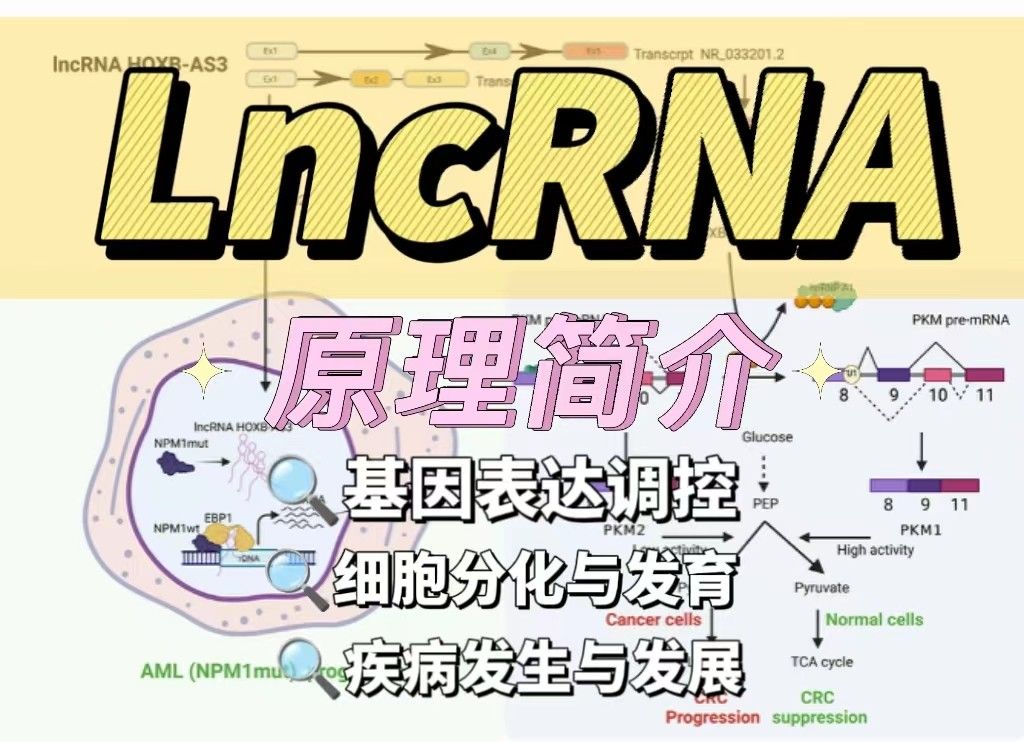 什么是lncRNA？【科研小白必看】