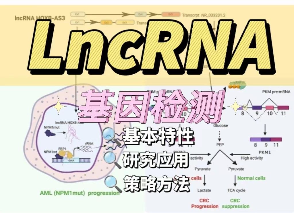 如何根据基因检测lncRNA？