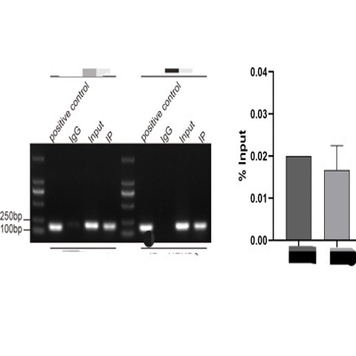 CHIP-QPCR