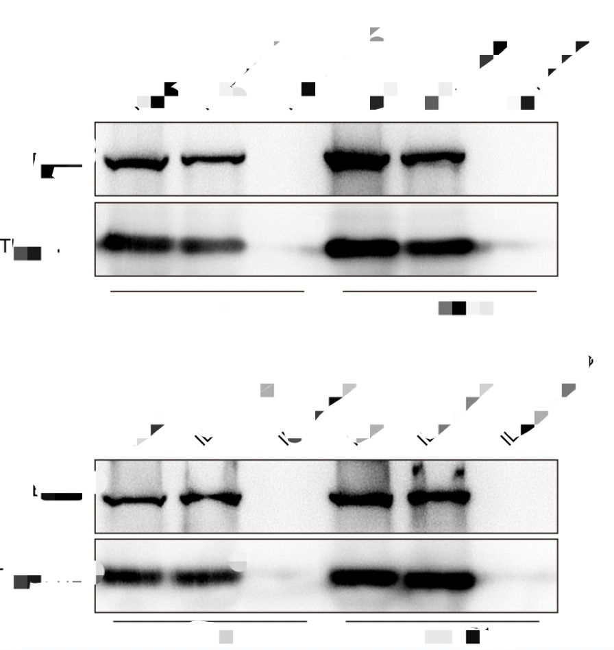 RNA-Pull-Down