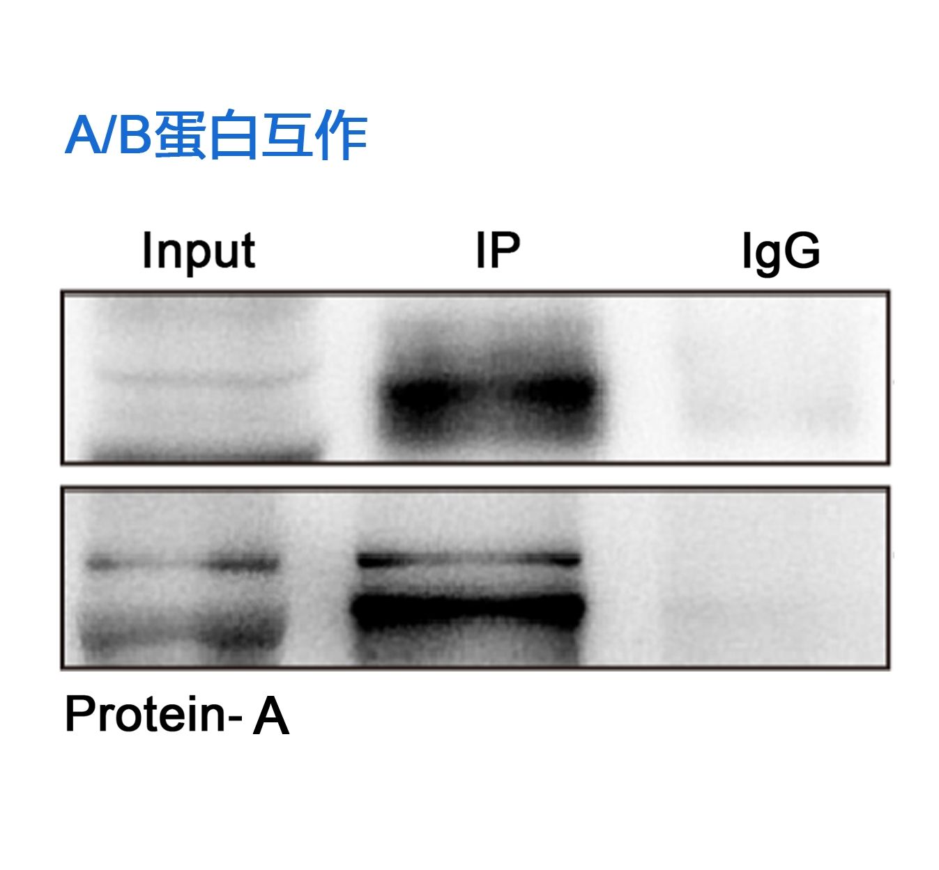 AB蛋白质互作（COIP）