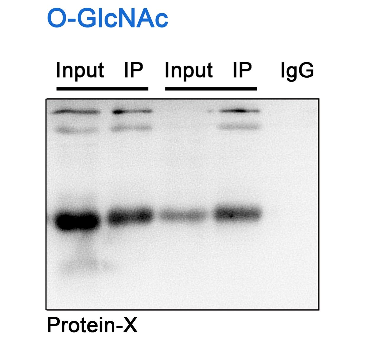 蛋白质糖基化（O-GlcNAc）