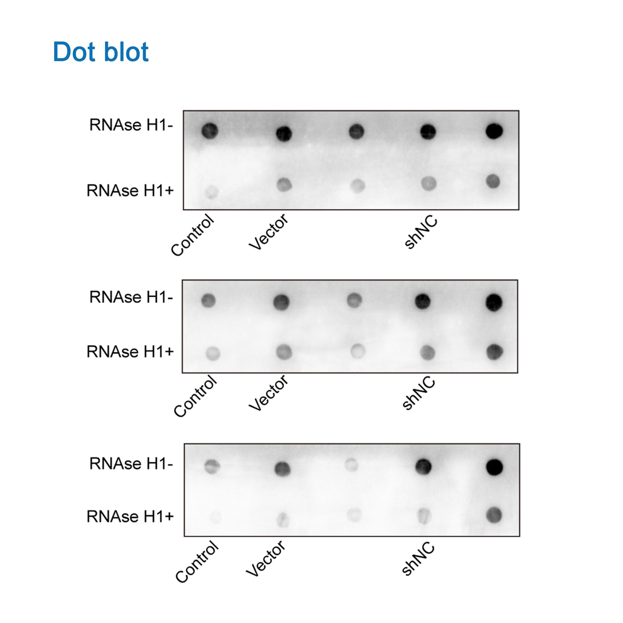 Dotblot实验