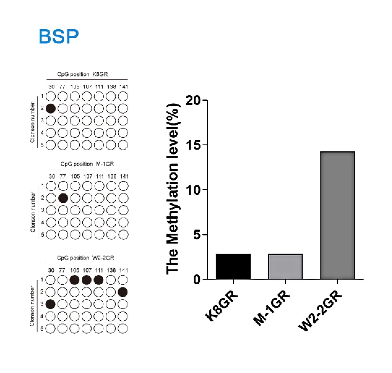 BSP实验