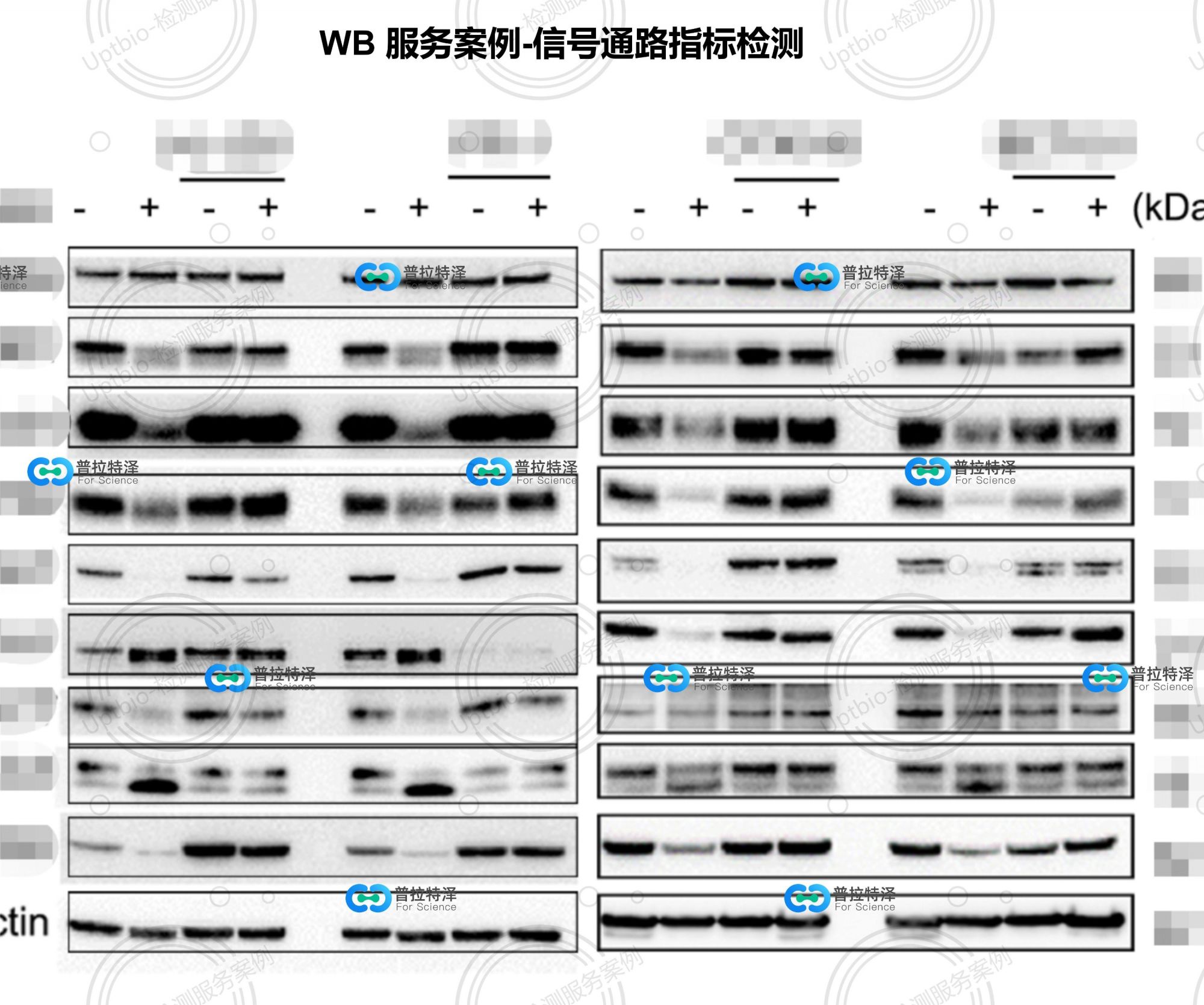 WB实验