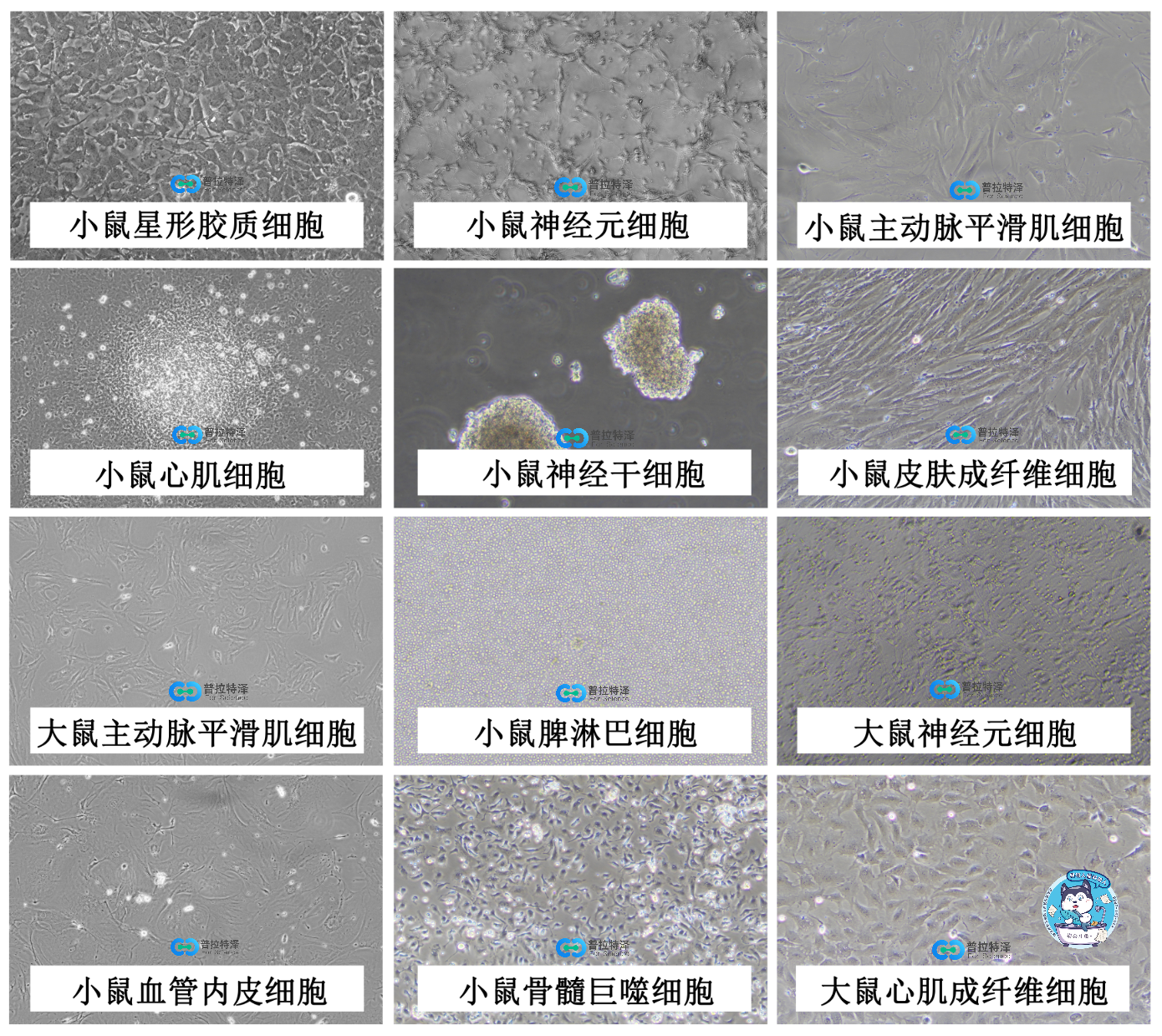 原代细胞分离