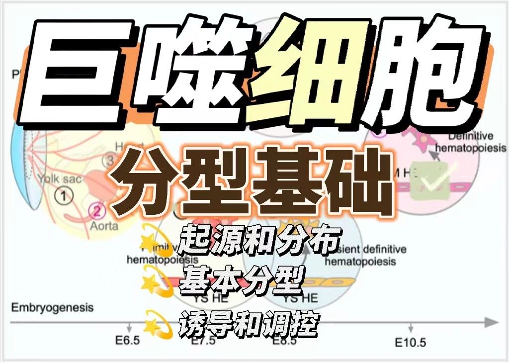 巨噬细胞分型基础