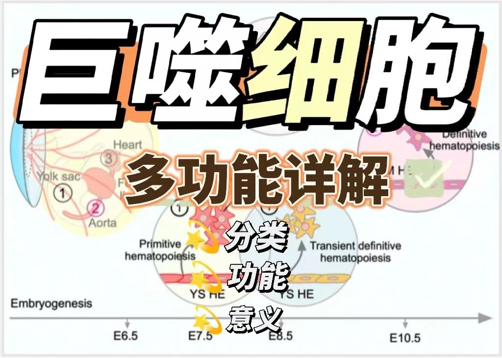 巨噬细胞及其多功能性详解