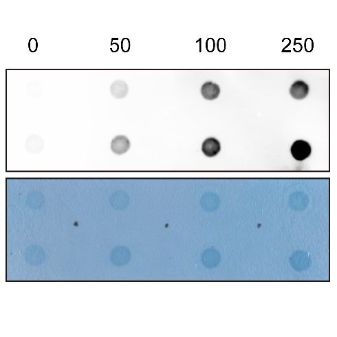 细胞Dot blot实验