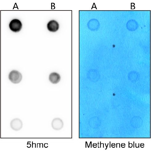 Dot-blot检测组织样本中的甲基化水平