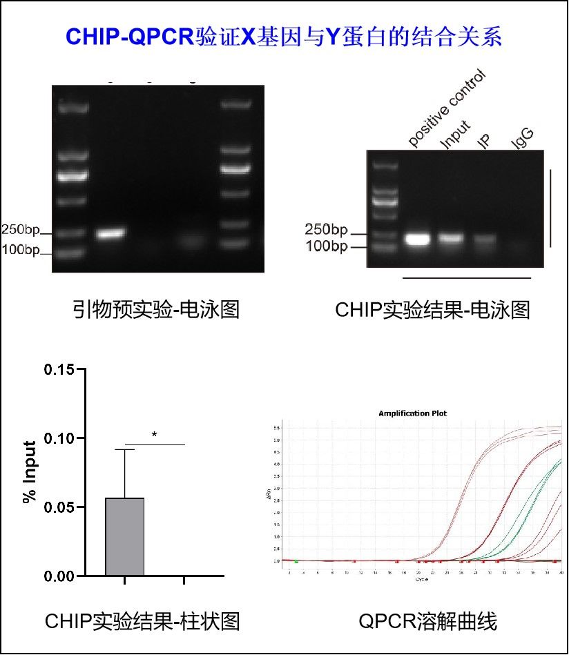 CHIP-QPCR检测