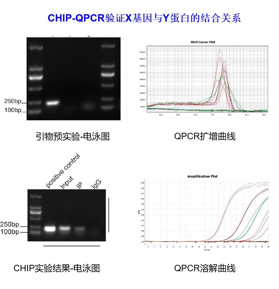 CHIP-QPCR检测