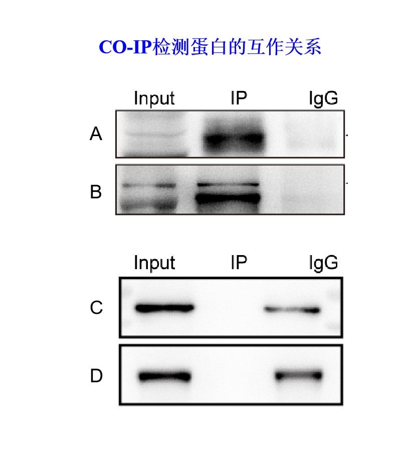 CO-IP蛋白互作检测