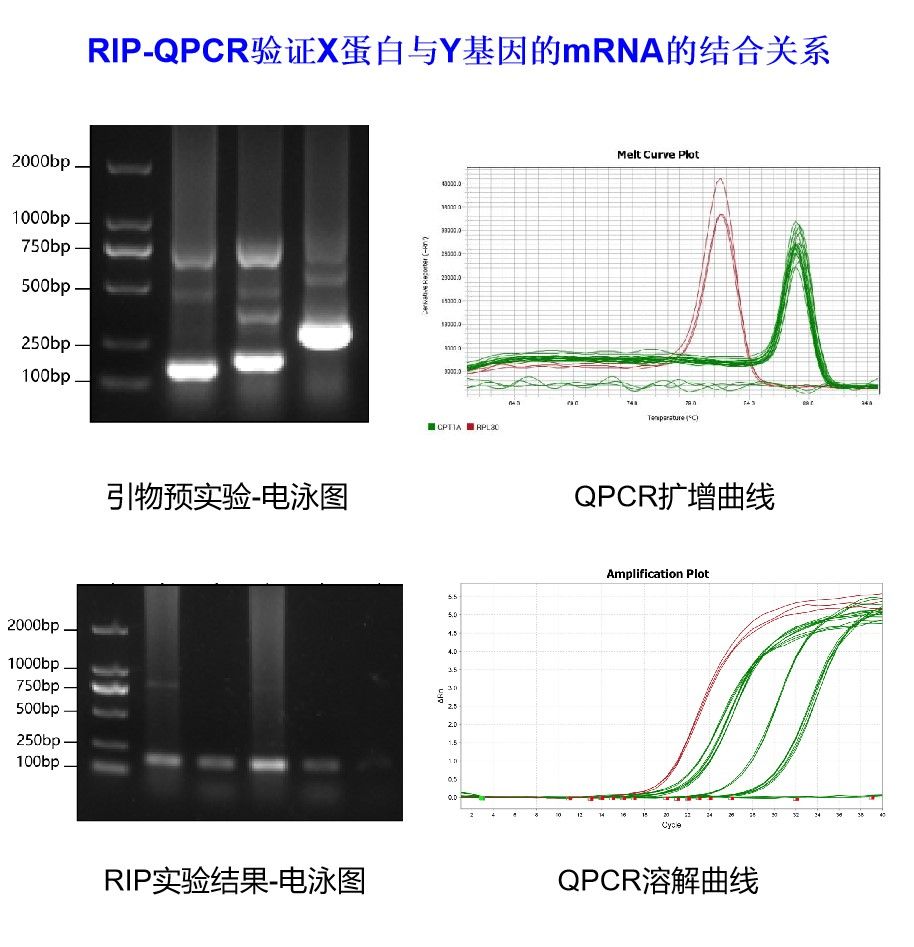 RIP-QPCR