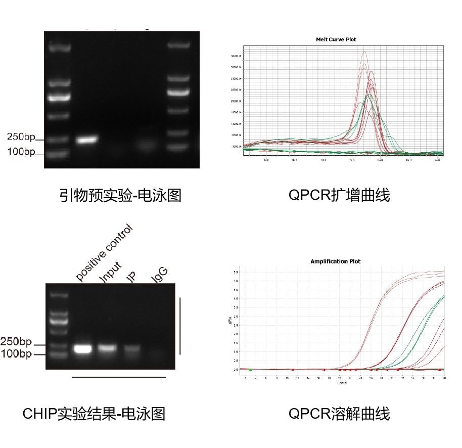 CHIP-QPCR