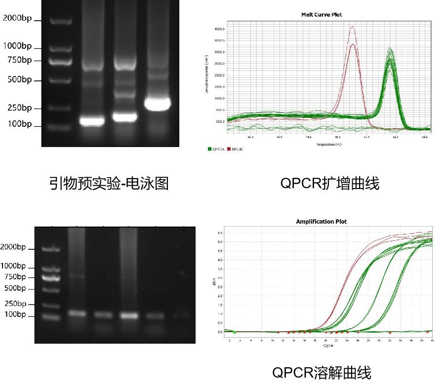 RIP-QPCR