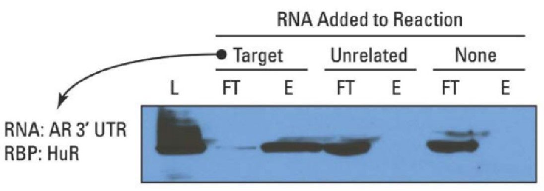 RNA-Pull-Down