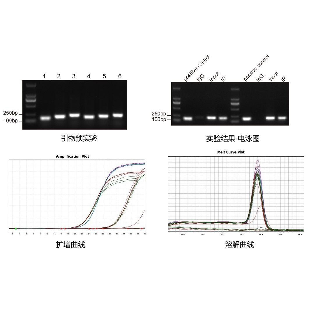 CHIP-QPCR