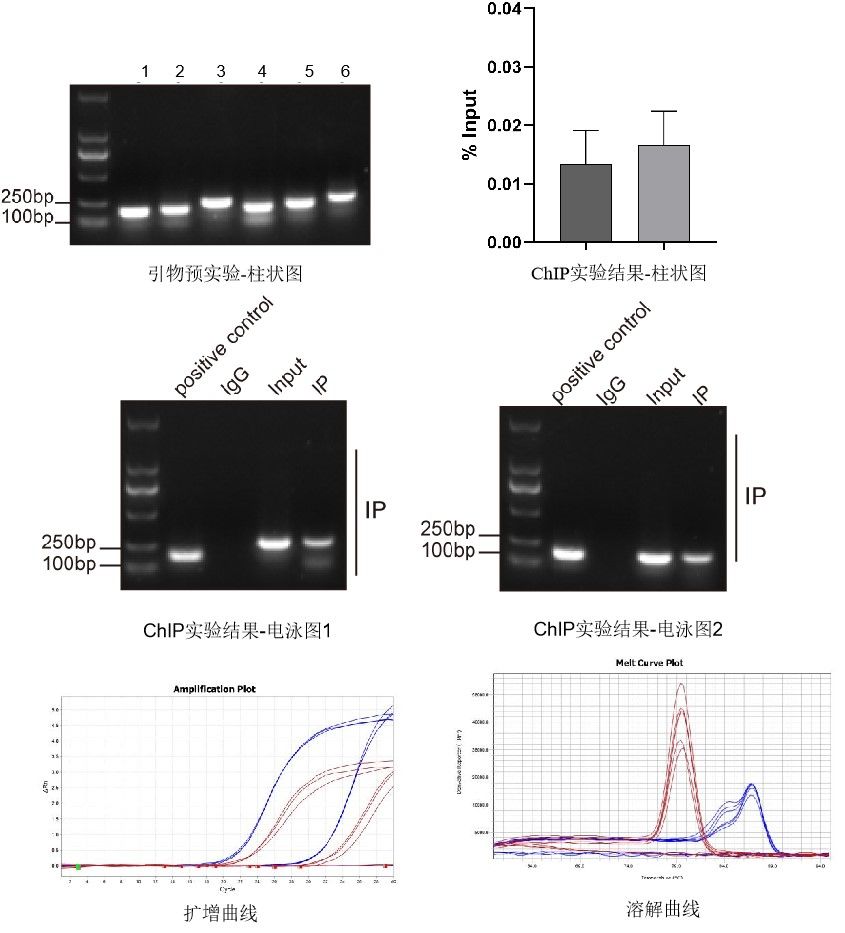 CHIP-QPCR