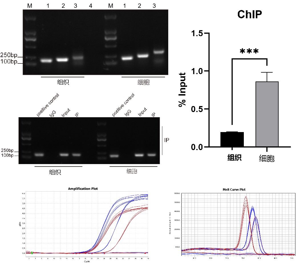 CHIP-QPCR