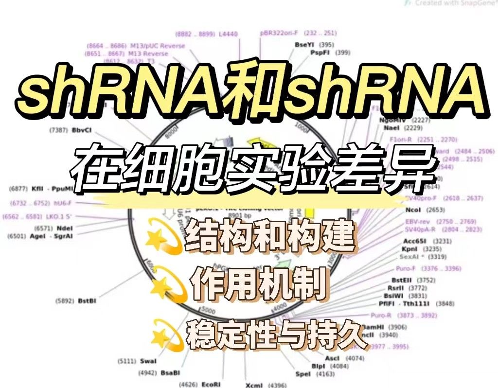 阐述siRNA和shRNA在细胞实验中的使用差异