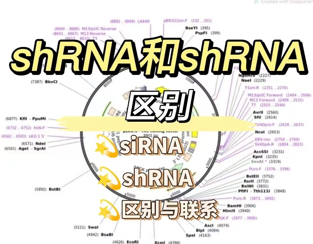 siRNA、shRNA 都是啥？【科研小白】