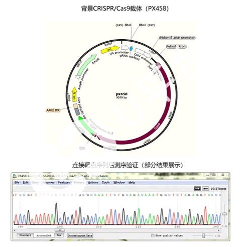 载体构建