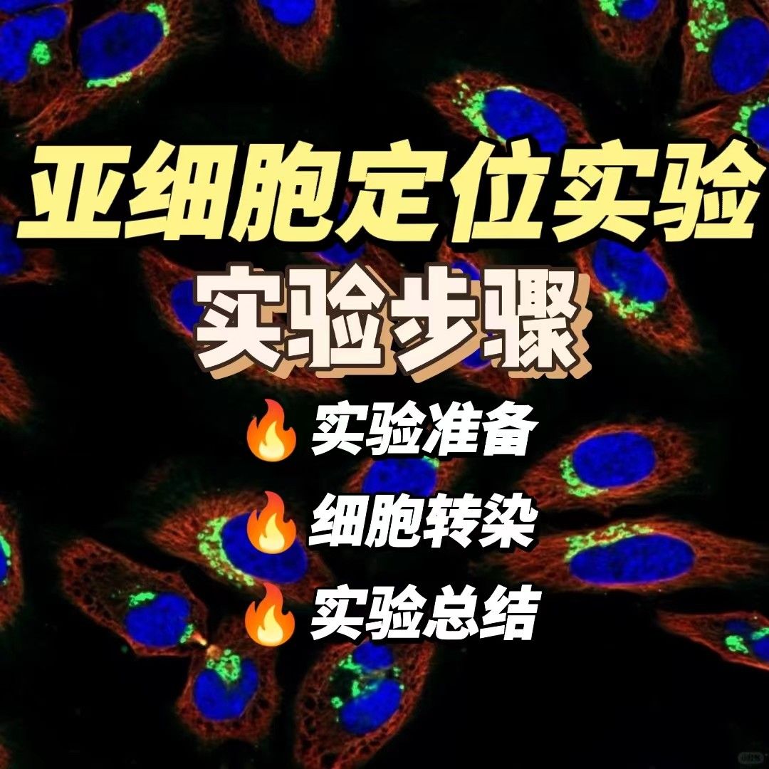 亚细胞定位实验步骤