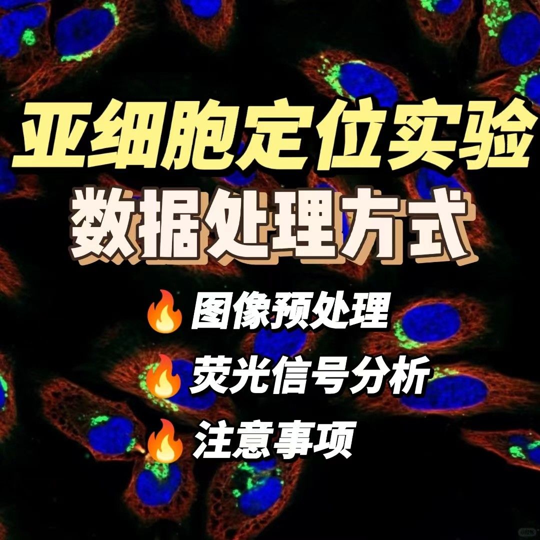 详细描述亚细胞定位实验的数据处理方式