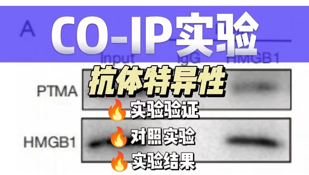 coip实验过程中，如何确保抗体的特异性