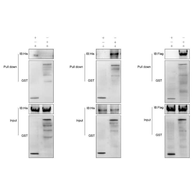 RNA Pull Down+WB