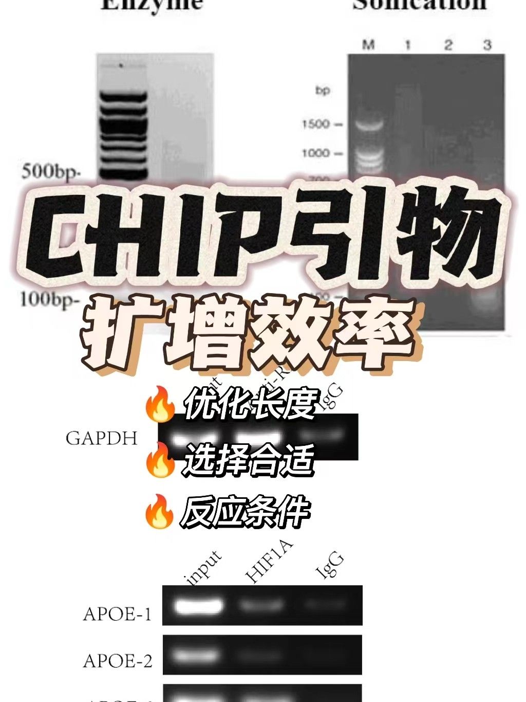 在设计CHIP引物时，如何确保引物的扩增效率？