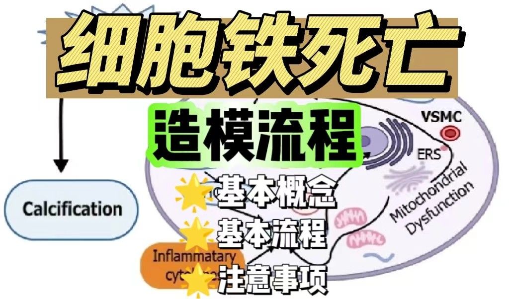 细胞铁死亡造模流程