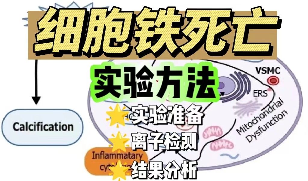 细胞铁死亡实验方法