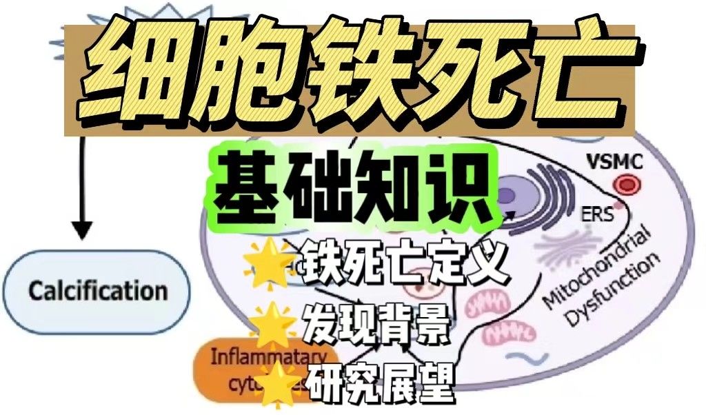入门细胞铁死亡研究，这些基础知识你都知道吗?