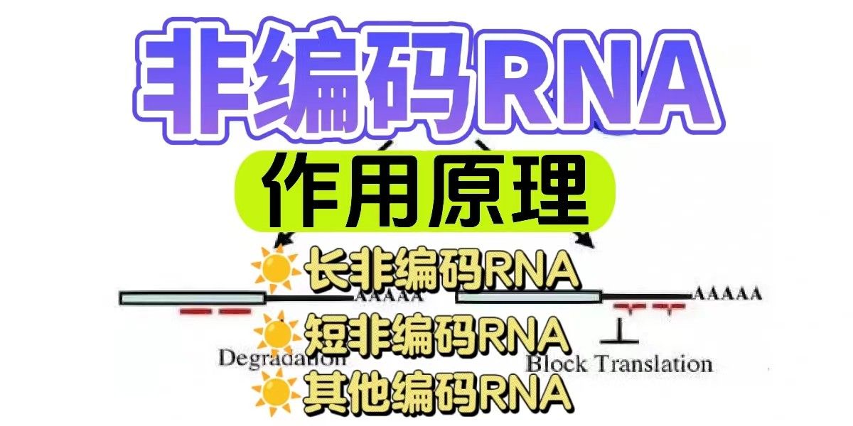 非编码RNA作用原理是什么？
