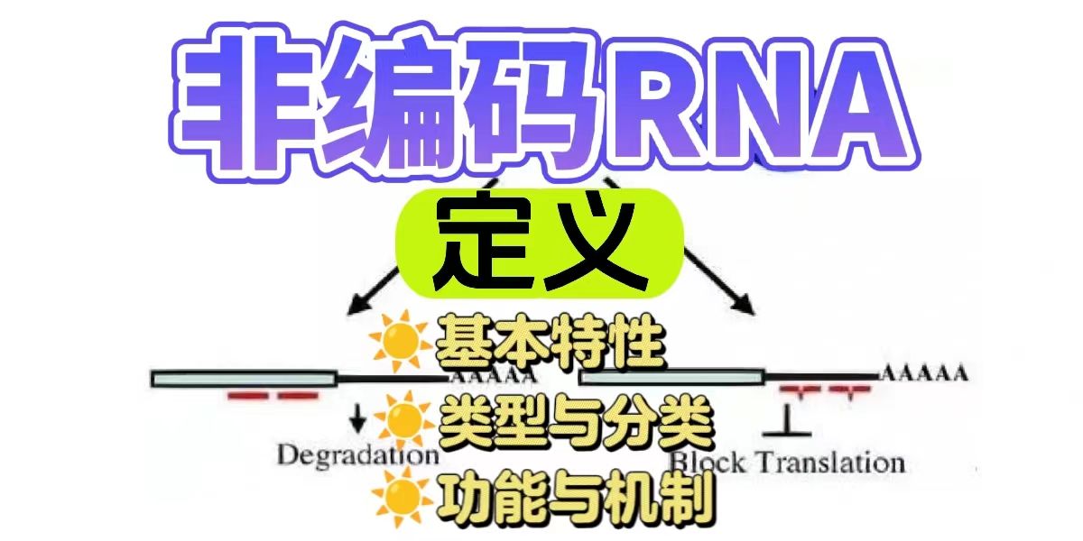非编码RNA定义