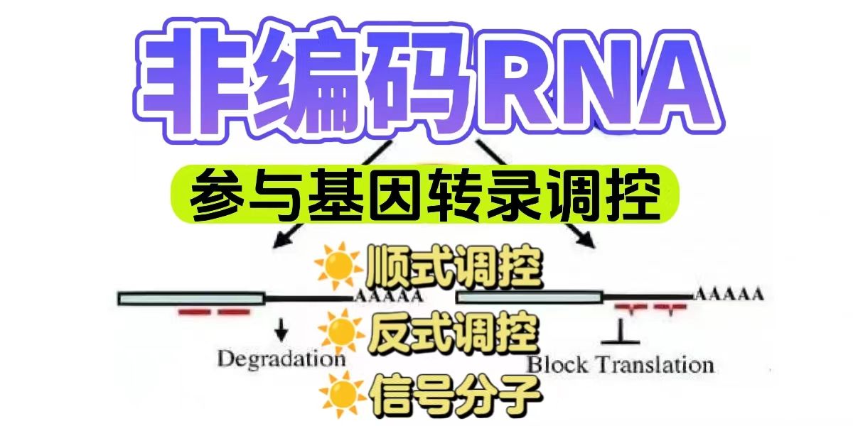 长非编码RNA如何参与基因转录调控？