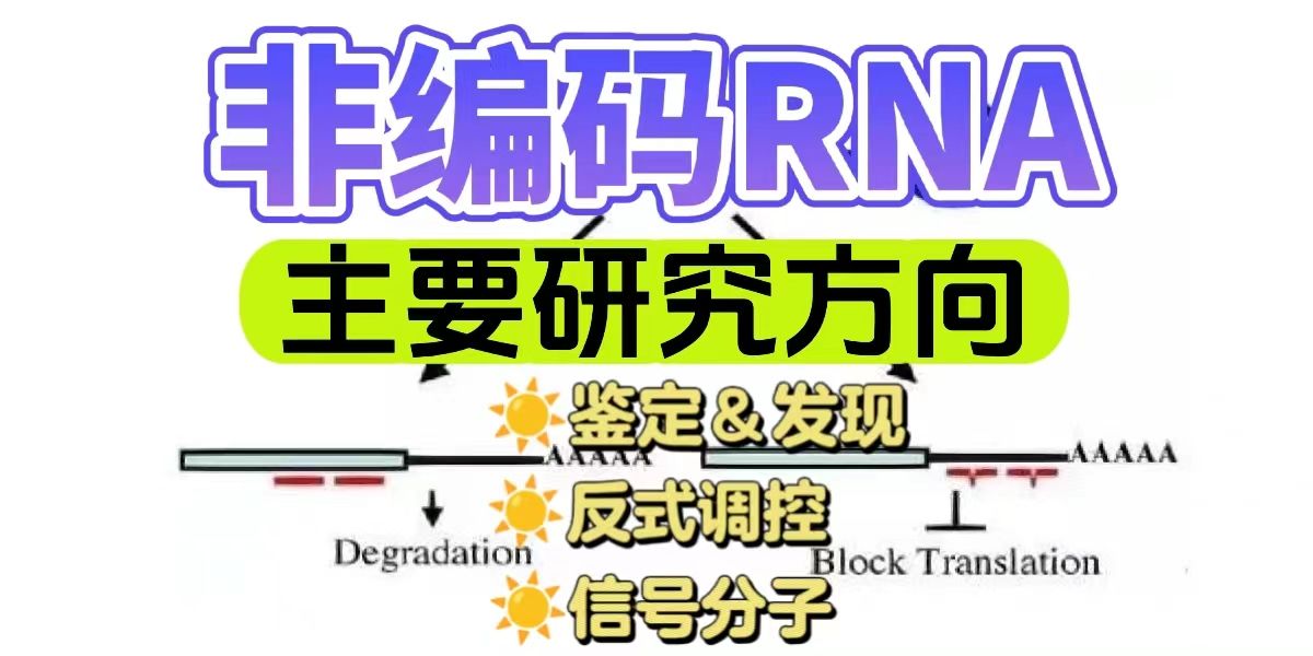 非编码RNA研究的主要方向是什么？